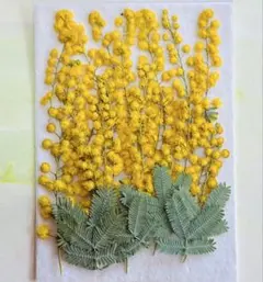 ミモザ約20本以上〜押し花素材