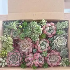 コロン様専用　ゆうゆうメルカリ便　多肉植物　カット苗とセダム寄せ植えセット