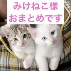 みけねこ様 リクエスト 4点 まとめ商品