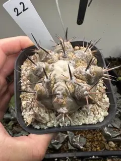 2025年最新】コピアポア シネレアの人気アイテム - メルカリ