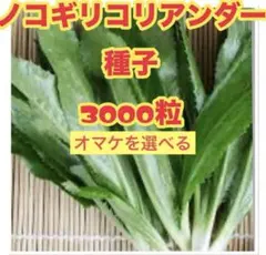 2026年最新】ベトナムコリアンダーの人気アイテム - メルカリ