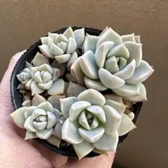 kumikumi様 リクエスト 2点 まとめ商品