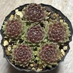 2026年最新】センペルビウムの人気アイテム - メルカリ