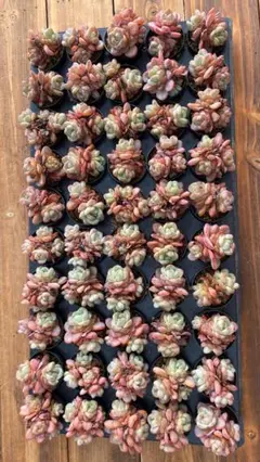 寄せ植え　プラグ苗7苗×15種=105苗　多肉植物　現物発送　土・根付き♪ 寄せ植え プラグ苗7苗×15種=105苗 多肉植物 現物発送 土・根付き