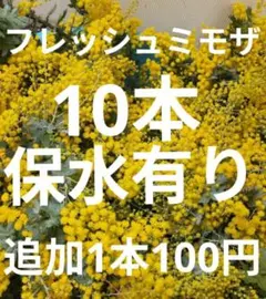 フレッシュミモザ　銀葉アカシア10本　保水有り　追加1本100円