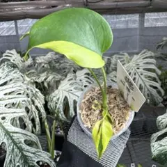 1モンステラ デリシオーサ レモンライム 美しいハーフムーン斑入り