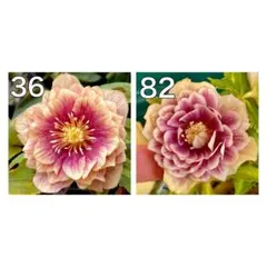 クリスマスローズ 苗 SDソレイユ×SDソレイユ（銅葉） クリスマスローズソレイユ(銅葉) 広瀬園芸≪開花経験株≫