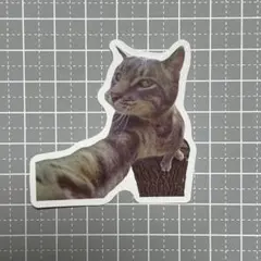 【B618】防水ステッカー 猫 ねこ cat おもしろ ミーム キジトラ