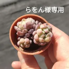 らをん様 リクエスト 2点 まとめ商品