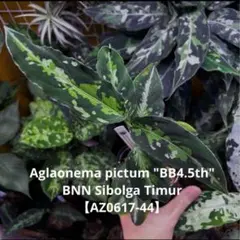 2025年最新】アグラオネマ トリカラーの人気アイテム - メルカリ