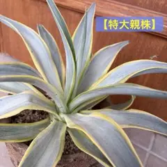 2026年最新】デスメティアーナの人気アイテム - メルカリ