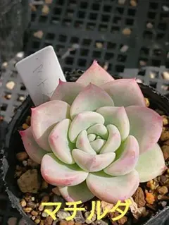 優飛mama様 リクエスト 8点 まとめ商品