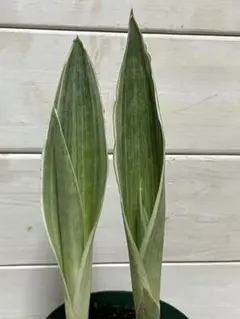 2025年最新】サンセベリア 希少の人気アイテム - メルカリ