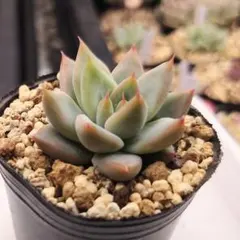 ミックスベリア 札のみ もみじ飴 札のみ ミックスベリア おらいさん苗 多肉植物 - メルカリ