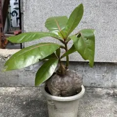 ゴバンノアシ③　(バーリングトニア)苗　沖縄のサムネイル