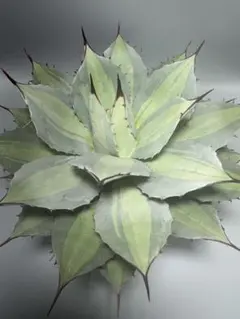 2025年最新】アガベ吉祥天の人気アイテム - メルカリ 極上株 アガベ