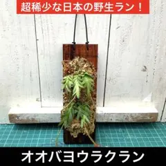 山野草・着生蘭(オガサワラシコウラン・余剰ラスト・国の販売許可不要