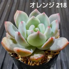 オレンジ 218 エケベリア 多肉植物 抜き苗