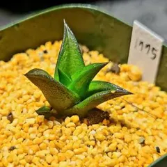 1775 ビスコーサ多肉植物 ハオルチア アロエのサムネイル