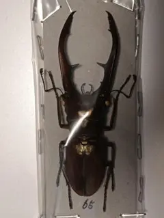 標本 ブルー系 メタリフェルホソアカクワガタ 4♂ - メルカリ