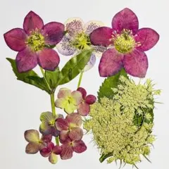 HS-04 押し花セット クリスマスローズ 茎付き・にんじんの花・あじさい紅葉c