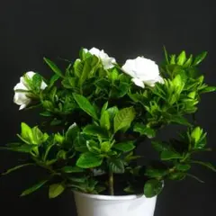 【一起園芸】ヌマタクチナシ・鉢花02◆4.5号鉢・八重咲白花・香り花◆のサムネイル