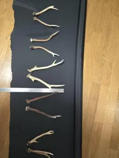 ニホンジカ 鹿 鹿茸 袋角 (3本) - メルカリ