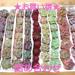 a★お買い得９種セット★多肉植物カット苗☆詰め合わせセット☆