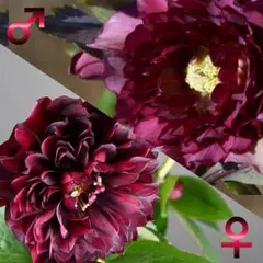 アリス&レンママ様 リクエスト 2点 まとめ商品