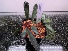 Bucephalandra sp. Pearl gray【TB】 - メルカリ