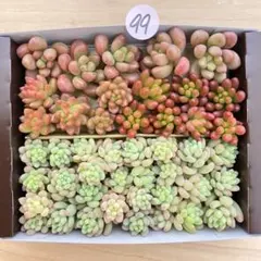 99 多肉植物　多肉弁当　詰め合わせ　寄せ植え　セット　カット苗　韓国苗　セダム