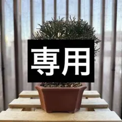 2026年最新】真柏の人気アイテム - メルカリ