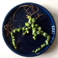 多肉おばちゃん様 リクエスト 3点 まとめ商品