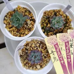 ブルーバニラセット札付きポットごとメルカリ便おらいさん苗3点セットミックスベリア 2025年最新】ミックスベリアの人気アイテム - メルカリ