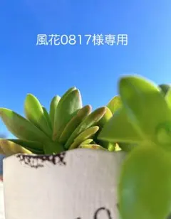 風花0817様専用　生地