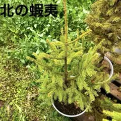 赤蝦夷松苗木 1メートル未満 緑色の葉 - メルカリ