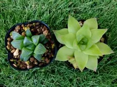【多肉植物】ハオルチア 抜き苗セット