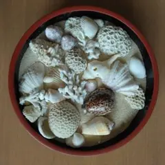 貝　珊瑚