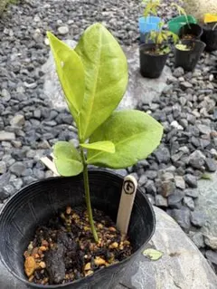 屋久島タンカン（短柑）実生苗木 1本　抜き苗【匿名配送・無農薬】⑤