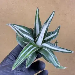 2026年最新】アガベ 氷山の人気アイテム - メルカリ