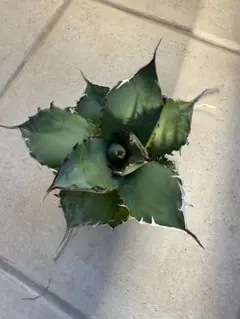 2026年最新】アガベ FO-076の人気アイテム - メルカリ