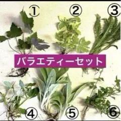 お得詰め合わせセット❣️簡単強健多年草 抜き苗 ❻種類ミックス各1〜2株