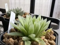 多肉植物 旧氷砂糖 錦 2苗抜き苗 - メルカリ