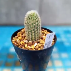 サボテン　セット（抜き苗） サボテン 抜き苗 2株セット - メルカリ