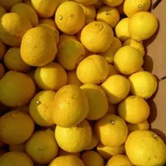 はるか　　専用です。