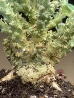 H396 塊根植物 ドルステニアギガス ブラータ 大株 鉢のまま発送 - メルカリ