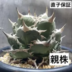 2025年最新】FO-076の人気アイテム - メルカリ