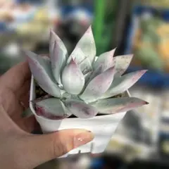 多肉植物 エケベリア コロラータ