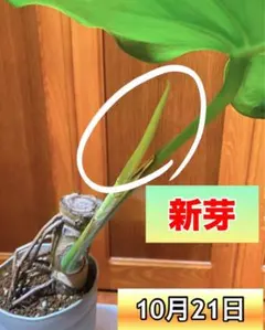 トコ④　モンステラ　根上がり　9号　特大苗木最高等級極上品‼️　極太 トコ様専用④ モンステラ 根上がり 9号 特大苗木最高等級極上品‼️