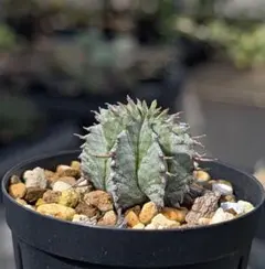 2025年最新】ユーフォルビア ホリダの人気アイテム - メルカリ